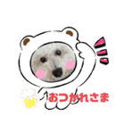 ビションフリーゼ犬なごみ3（個別スタンプ：1）