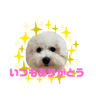 ビションフリーゼ犬なごみ3（個別スタンプ：2）