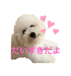 ビションフリーゼ犬なごみ3（個別スタンプ：3）