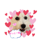 ビションフリーゼ犬なごみ3（個別スタンプ：4）
