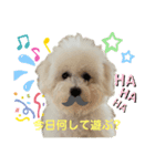 ビションフリーゼ犬なごみ3（個別スタンプ：5）
