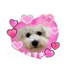 ビションフリーゼ犬なごみ3（個別スタンプ：6）
