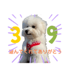 ビションフリーゼ犬なごみ3（個別スタンプ：7）
