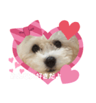 ビションフリーゼ犬なごみ3（個別スタンプ：8）