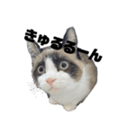 るーにょすたんぷ（個別スタンプ：6）
