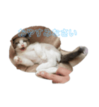 るーにょすたんぷ（個別スタンプ：7）