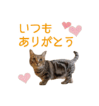 猫カフェにあにゃあ全猫ちゃんスタンプ（個別スタンプ：4）