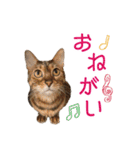 猫カフェにあにゃあ全猫ちゃんスタンプ（個別スタンプ：10）