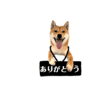 柴犬ぽん太君（個別スタンプ：1）