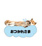 柴犬ぽん太君（個別スタンプ：6）