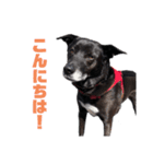 愛犬マロンとお友達犬①（個別スタンプ：1）