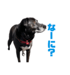 愛犬マロンとお友達犬①（個別スタンプ：2）