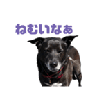 愛犬マロンとお友達犬①（個別スタンプ：3）