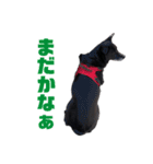 愛犬マロンとお友達犬①（個別スタンプ：4）