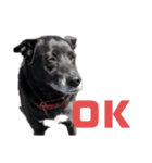 愛犬マロンとお友達犬①（個別スタンプ：5）