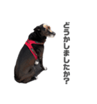 愛犬マロンとお友達犬①（個別スタンプ：7）