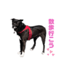 愛犬マロンとお友達犬①（個別スタンプ：9）
