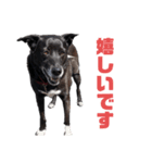 愛犬マロンとお友達犬①（個別スタンプ：11）