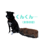 愛犬マロンとお友達犬①（個別スタンプ：13）