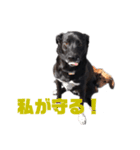愛犬マロンとお友達犬①（個別スタンプ：14）