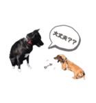 愛犬マロンとお友達犬①（個別スタンプ：15）