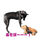 愛犬マロンとお友達犬①（個別スタンプ：16）