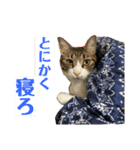 猫のカルビ2（個別スタンプ：8）