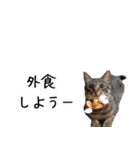 ねこ写真（れお君②）（個別スタンプ：4）