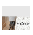 ねこ写真（れお君②）（個別スタンプ：17）