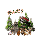 癒しのトイプー ②（個別スタンプ：8）