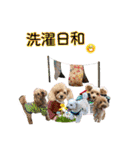 癒しのトイプー ②（個別スタンプ：12）