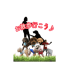 癒しのトイプー ②（個別スタンプ：13）