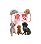 癒しのトイプー ②（個別スタンプ：19）