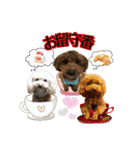 癒しのトイプー ②（個別スタンプ：25）