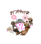 癒しのトイプー ②（個別スタンプ：26）