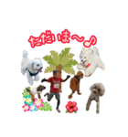 癒しのトイプー ②（個別スタンプ：27）