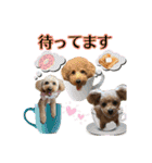癒しのトイプー ②（個別スタンプ：28）