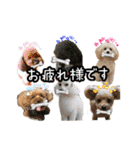 癒しのトイプー ②（個別スタンプ：32）