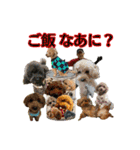 癒しのトイプー ②（個別スタンプ：34）