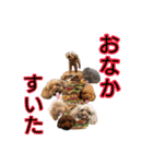 癒しのトイプー ②（個別スタンプ：35）