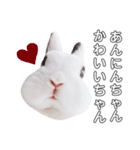 うさぎのあんにん 改（個別スタンプ：1）