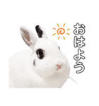 うさぎのあんにん 改（個別スタンプ：5）