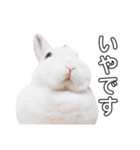 うさぎのあんにん 改（個別スタンプ：11）