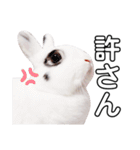 うさぎのあんにん 改（個別スタンプ：13）