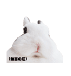 うさぎのあんにん 改（個別スタンプ：15）