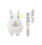 うさぎのあんにん 改（個別スタンプ：22）