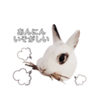 うさぎのあんにん 改（個別スタンプ：27）
