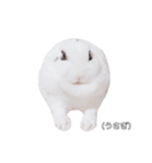 うさぎのあんにん 改（個別スタンプ：30）