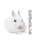 うさぎのあんにん 改（個別スタンプ：33）