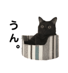 ぺぇやんとニカちゅ（個別スタンプ：5）